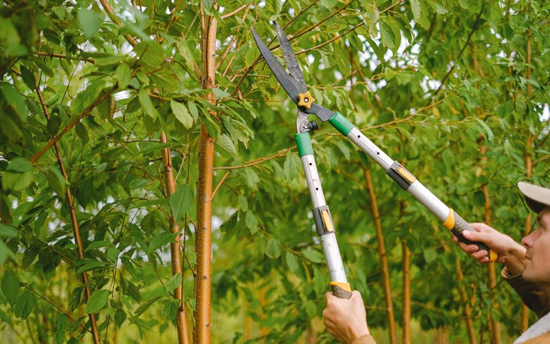 Tree trimming in Bloomery, WV