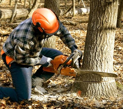 Tree Removal in Bloomery, WV